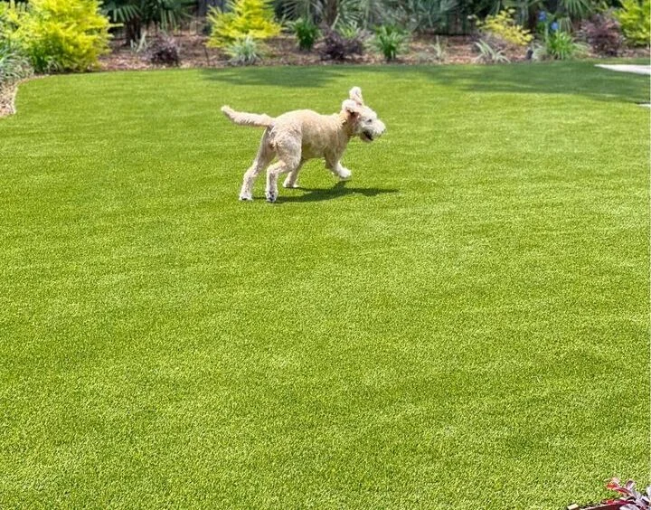 A small, curly-haired dog runs joyfully on a lush green lawn made of artificial grass with its mouth open and ears flapping. The background features various plants, including Cactus Turf, and bushes. The scene is bright and sunny, suggesting a warm day in Buckeye AZ.